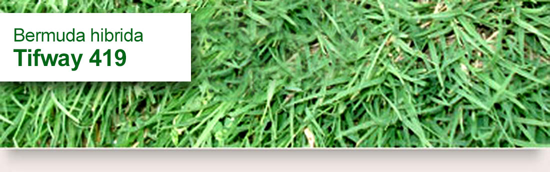 Tifway 419